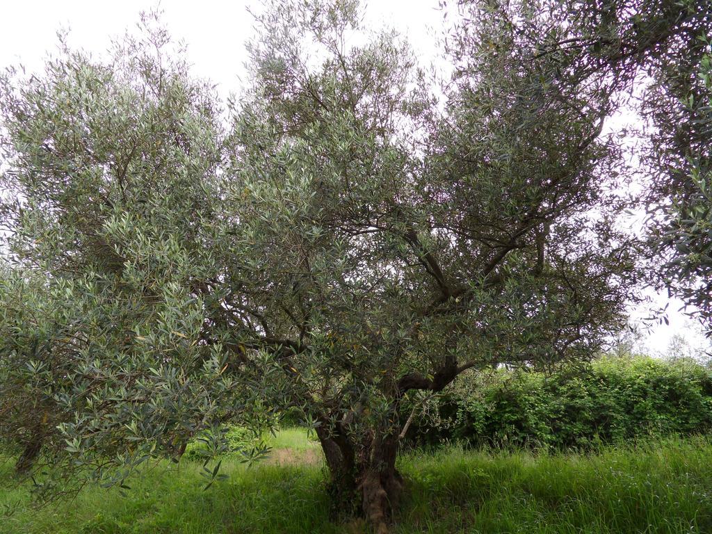 דירות Sečovlje Apartma Istra Zora מראה חיצוני תמונה