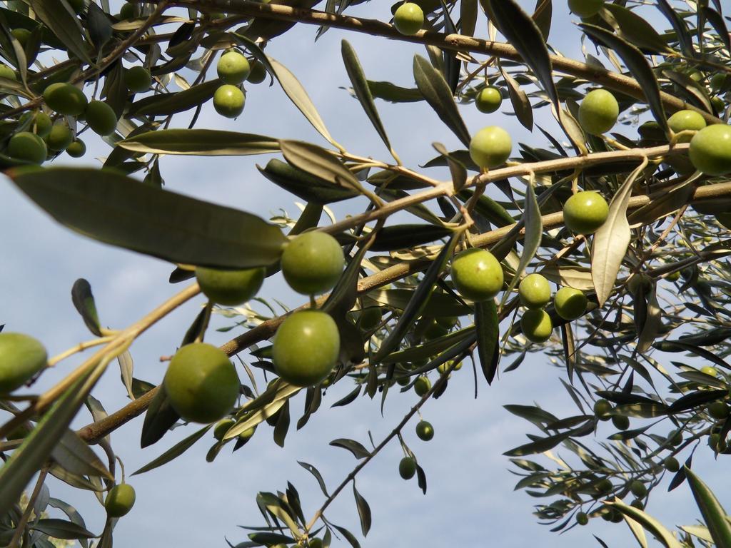 דירות Sečovlje Apartma Istra Zora מראה חיצוני תמונה