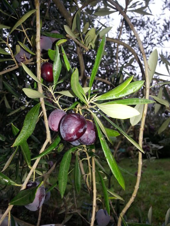 דירות Sečovlje Apartma Istra Zora מראה חיצוני תמונה