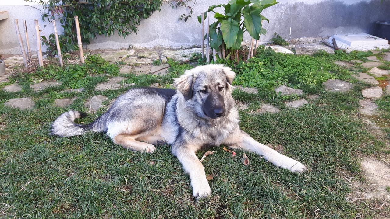 Sečovlje Apartma Istra Zora מראה חיצוני תמונה